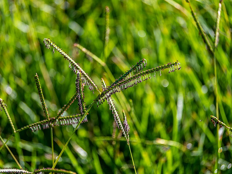 File:Paspalum distichum 7th Brigade Park Chermside P1090453.jpg