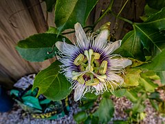 Passiflora edulis flower 47 Philippine Pde Palm Beach Gold Coast L1000788.jpg