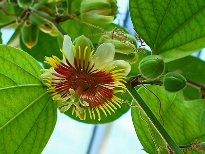 Passiflora holosericea Flower