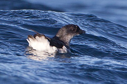 Pelecanoides urinatrix 2 - SE Tasmania.jpg