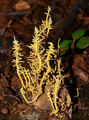 Penicilliopsis