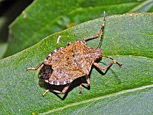 Pentatomidae - Halyomorpha halys.JPG