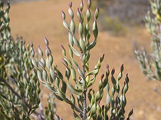 <i>Persoonia helix</i> Species of flowering plant