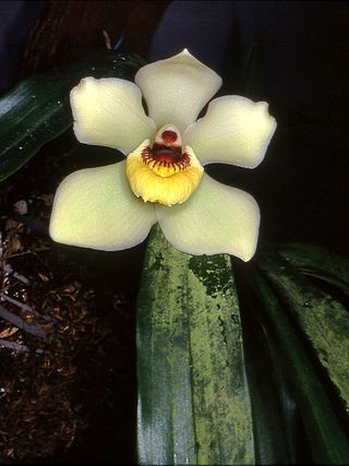 <i>Pescatoria</i> Genus of orchids