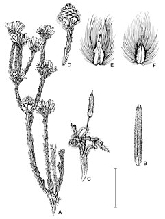 <i>Petrophile wonganensis</i> Species of shrub endemic to Western Australia