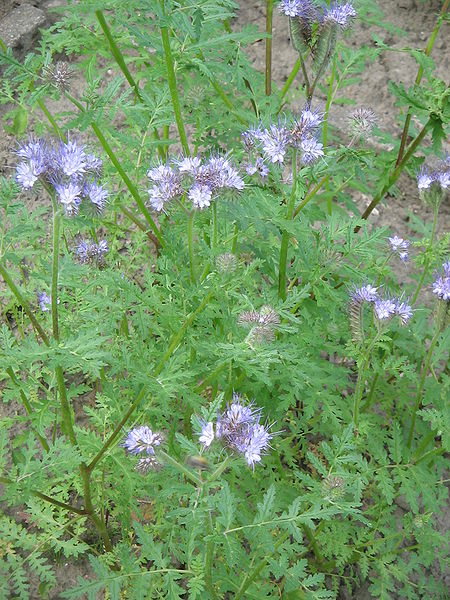 File:Phacelia tanacetifolia01.jpg