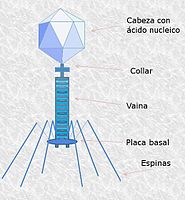 Cápside compleja: virus bacteriófagos