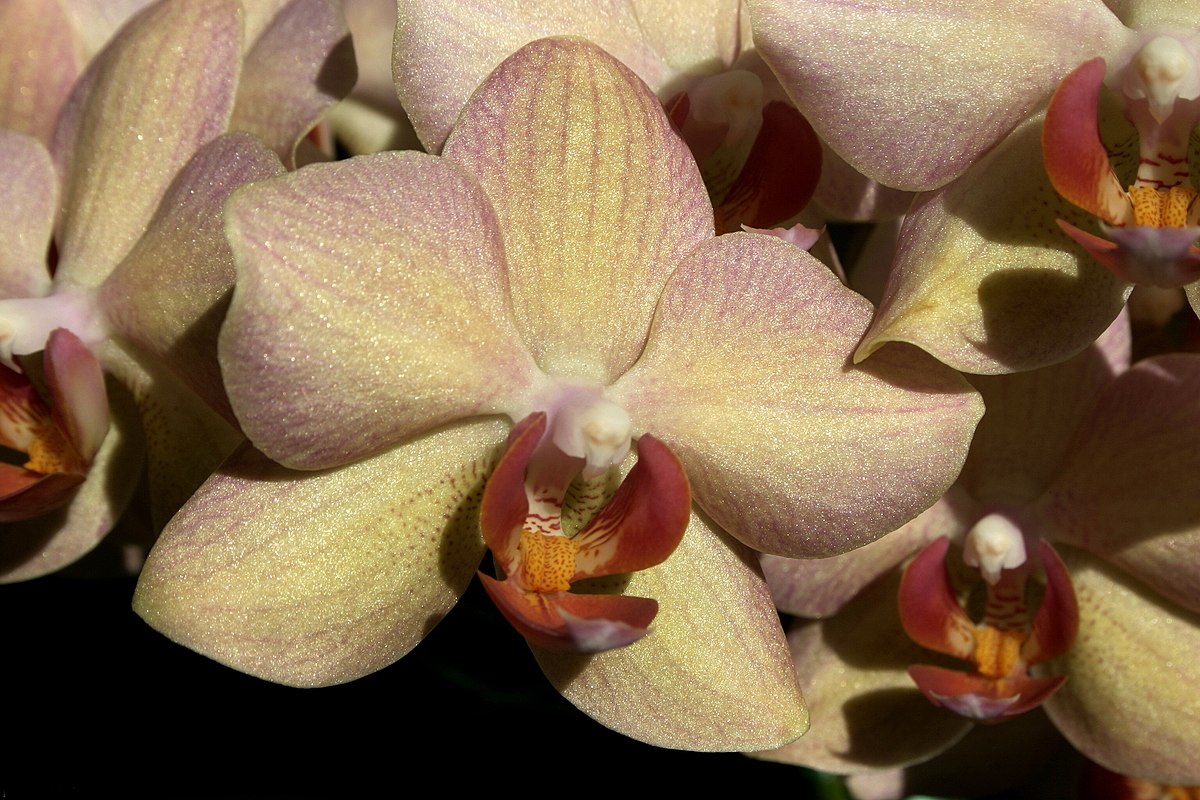 монза орхидея фото