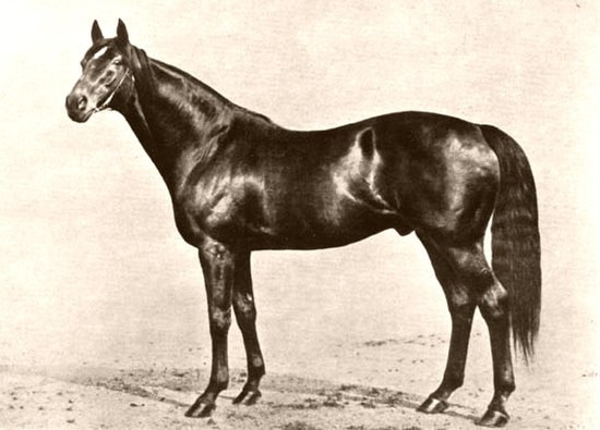 Phalaris (horse)