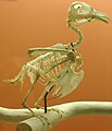 Esqueleto de un ave