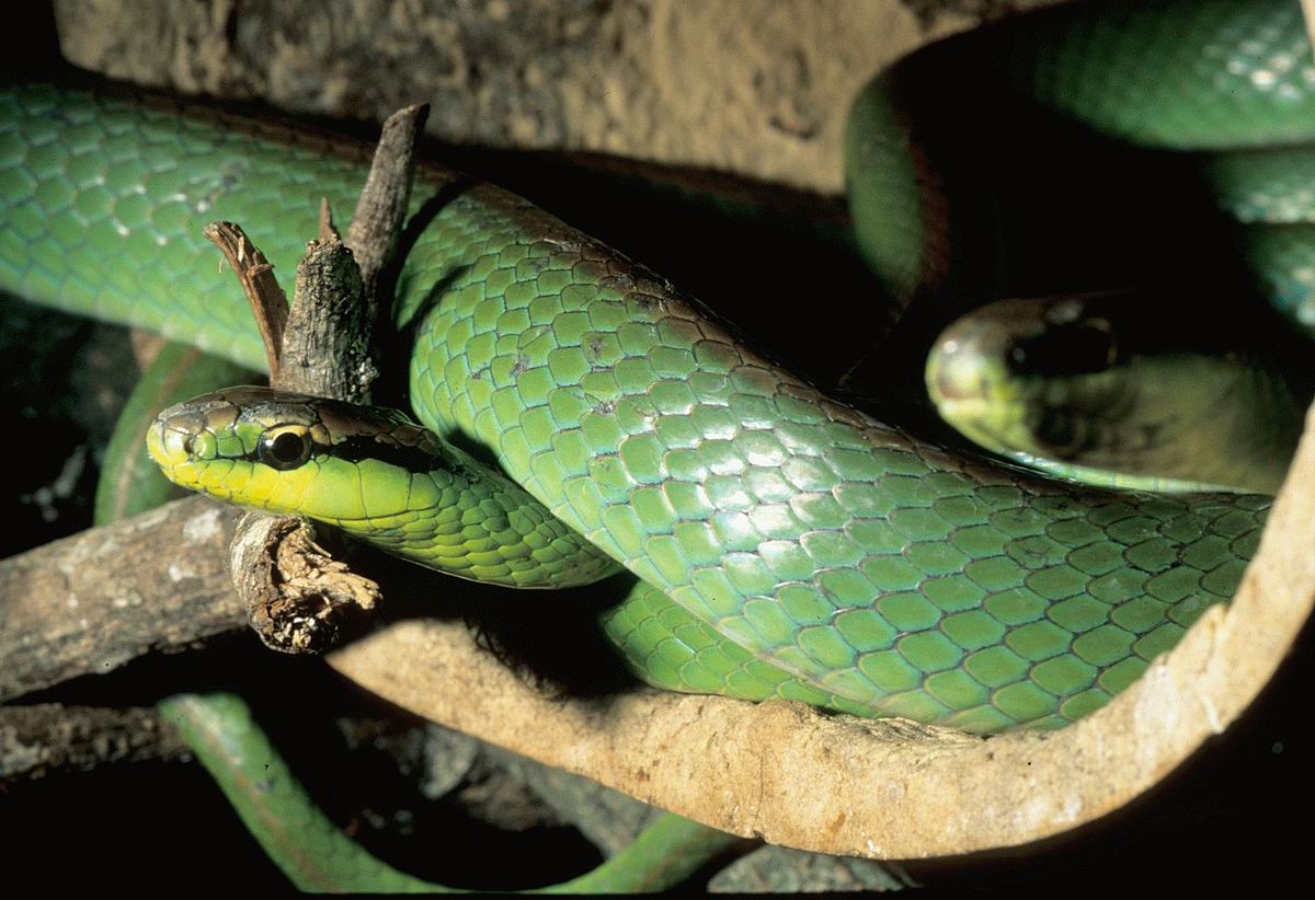 Afinal, a cobra-verde é ou não venenosa? - Geral - Cassilândia