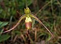 Phragmipedium longifolium flower