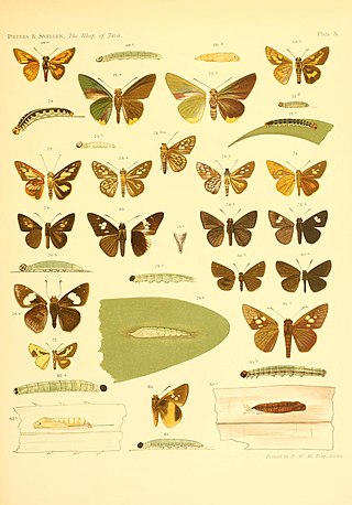 <i>Hidari</i> (skipper) Genus of butterflies