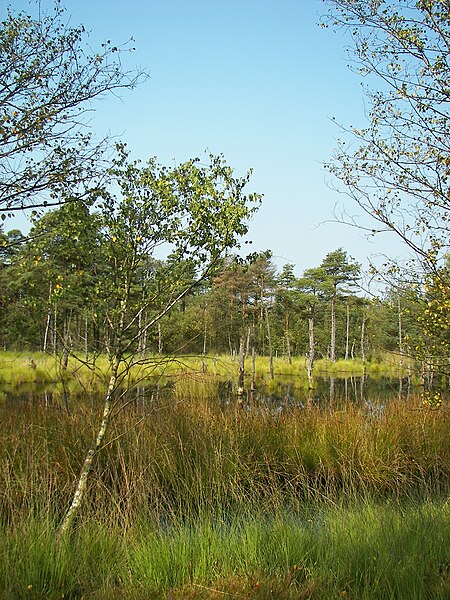 File:Pietzmoor 015.jpg