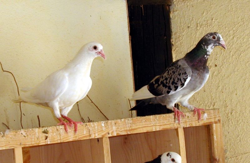 File:Pigeon Revivim 2.jpg