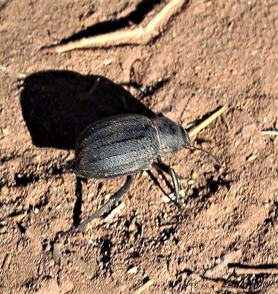 File:Pimelia angulata - 3.jpg