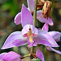 Pine Pink Orchid (5669986139).jpg