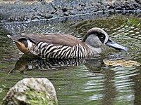 Duck, Pink-eared Malacorhynchus membranaceus