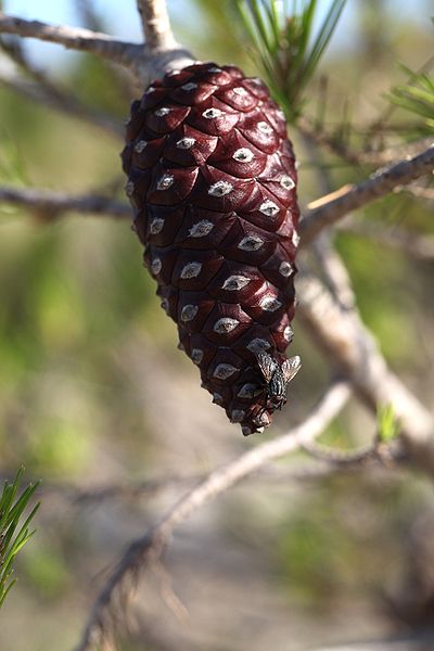 File:Pinus halepensis cone La Predrera.jpg