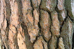 Pinus nigra bark.