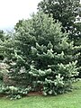 Pinus wallichiana 'Zebrina' at the New York Botanical Garden 01