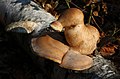 * Nomination Birch polypore. Funny duck-shaped fungi -- George Chernilevsky 05:47, 31 October 2019 (UTC) * Promotion  Support Good quality.--Agnes Monkelbaan 05:54, 31 October 2019 (UTC)