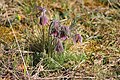 Anemone pratensis