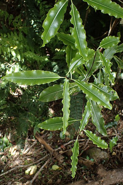 File:Pittosporum eugenioides kz4.jpg