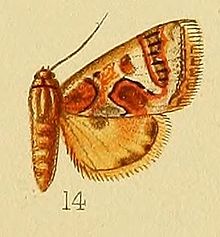 Pl.226-14-Cerocala munda Druce, 1900.JPG