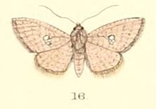 Pl.5-16 - Banisia myrsusalis (Walker, 1859) (син. Durdara lobata) .JPG