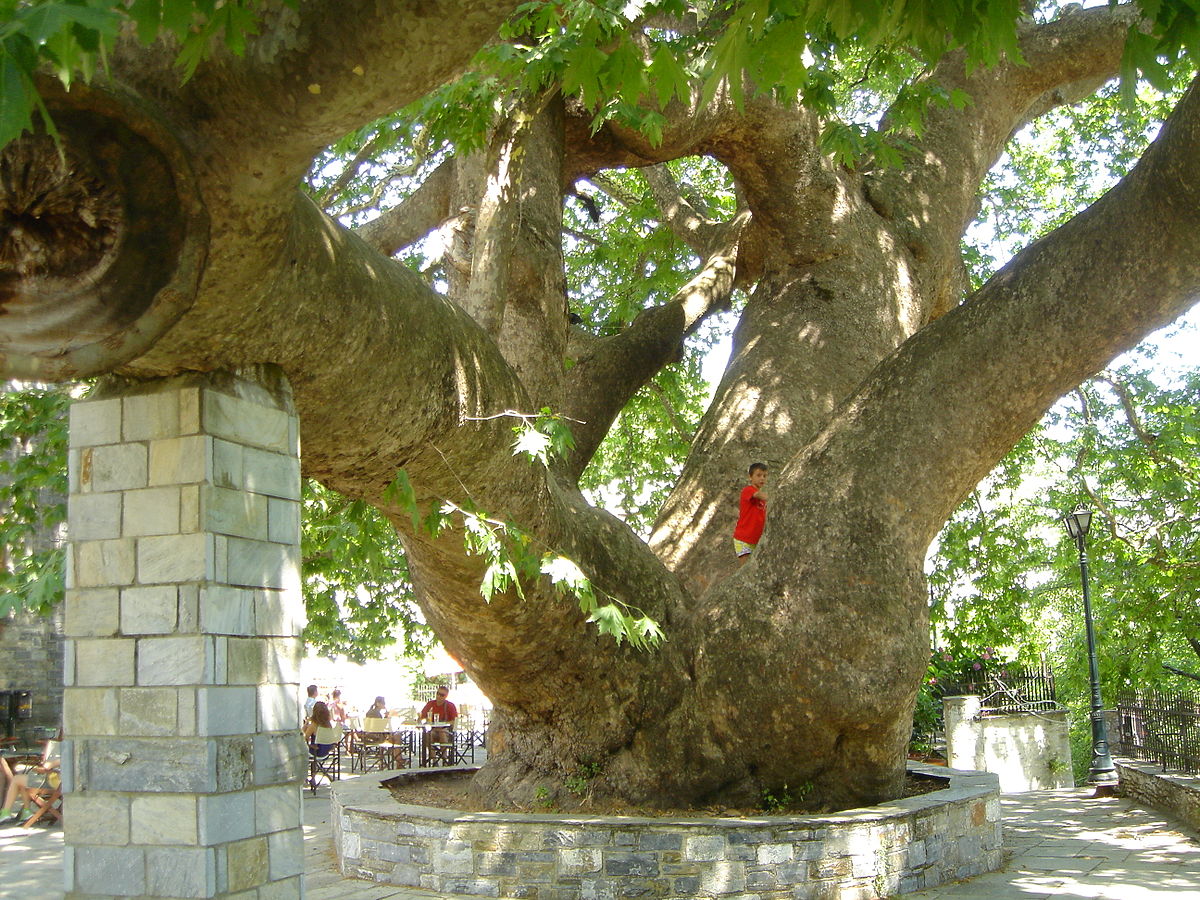 Αρχείο:Platanus Tsangarada hc.JPG - Βικιπαίδεια