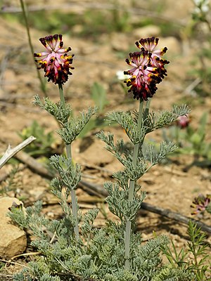 Platycapnos tenuiloba (habitus).jpg