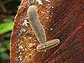 Platydesmida millipede, Costa Rica