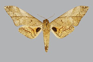 <i>Platysphinx vicaria</i> Species of moth