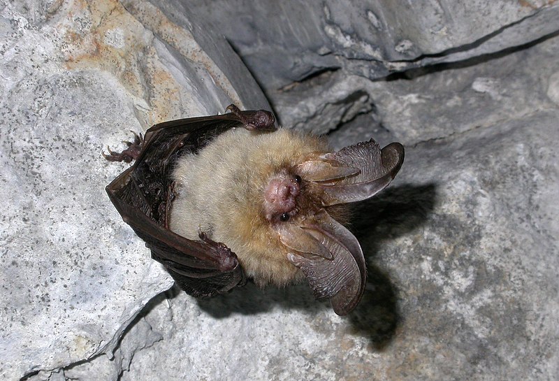 File:Plecotus sp (cfr auritus) (2863186902).jpg