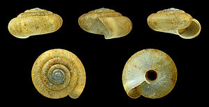 Disc snail (Pleurodiscus balmei) (Potiez & Michaud, 1838)