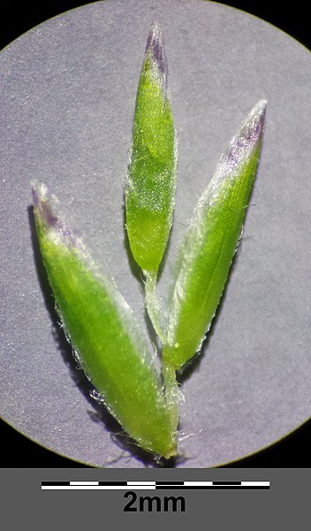 File:Poa nemoralis sl14.jpg