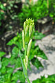 * Nomination Polianthes tuberosa flowerbuds. --Joydeep 12:49, 19 July 2014 (UTC) * Promotion Good quality. --Poco a poco 14:22, 19 July 2014 (UTC)