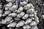 Thumbnail for File:Pollicipes polymerus (gooseneck barnacles) (Yaquina Head, Oregon, USA) 5.jpg