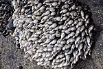 Thumbnail for File:Pollicipes polymerus (gooseneck barnacles) (Yaquina Head, Oregon, USA) 8.jpg