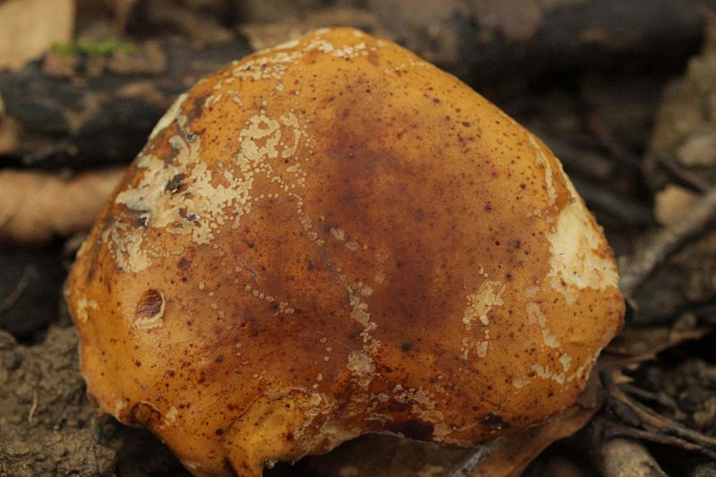 File:Polyporus sp. (28488559593).jpg