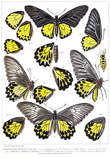 Illustration of males and females PompeopteraCerberusRippon.jpg