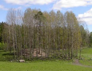Bævreasp (Populus tremula), her i en klon af rodskud.