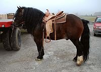 Caballo Posavec Sentrupert 26 de diciembre 2009.jpg