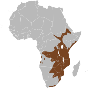 Beschreibung des Bildes Potamochoerus larvatus map.svg.