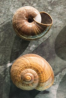 <i>Powelliphanta traversi</i> Species of mollusc