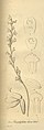 Prasophyllum hians plate 198, fig. I. 1-6 in: H. G. Reichenbach: Xenia orchidacea - vol. 2 (1874) (Detail)