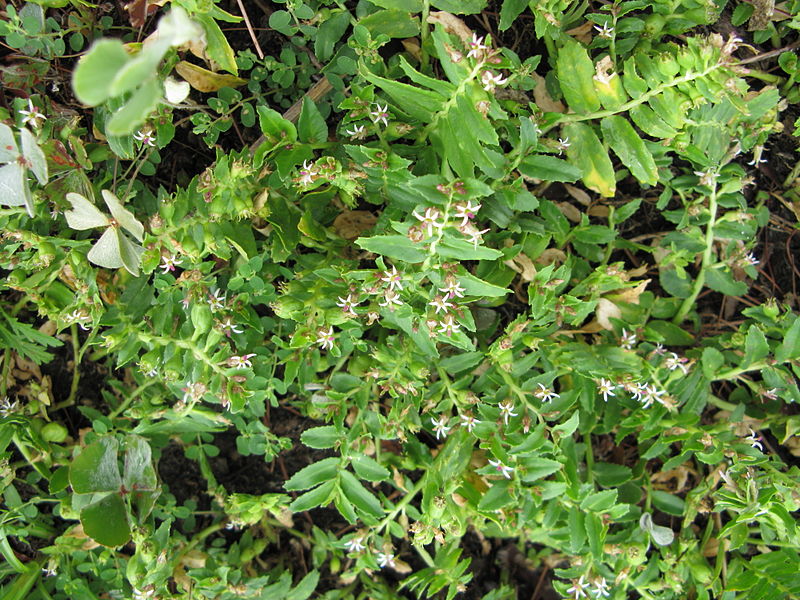 File:Pratia concolor plant1 (17347511362).jpg