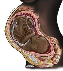 In the later part of pregnancy the uterus takes up much of the abdomen. PregnancyinCrossSection.jpg