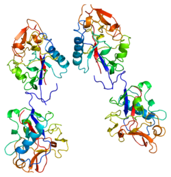 Protéine COL18A1 PDB 1bnl.png